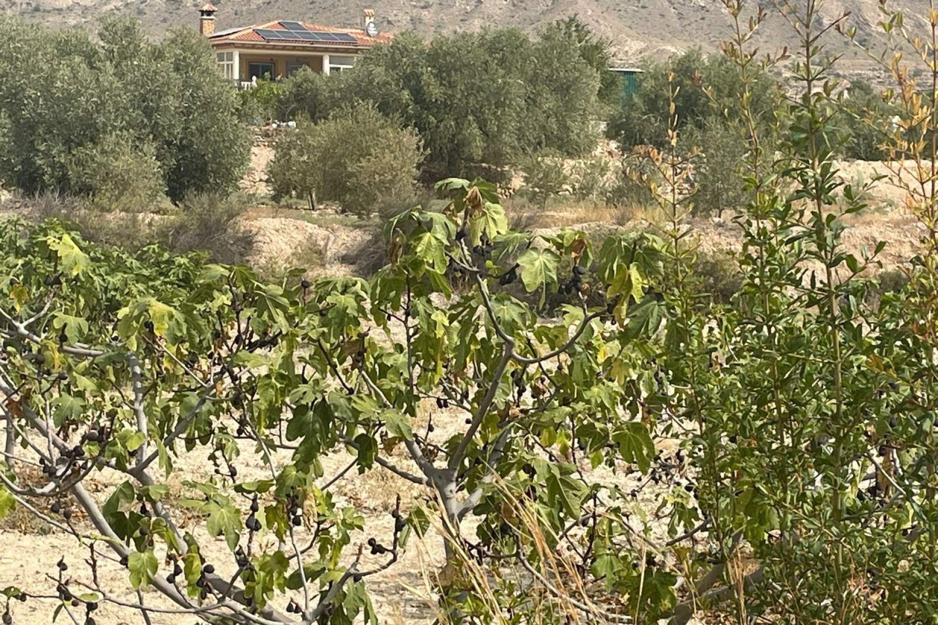 Herverkoop - 5. Finca / Country Property - Abanilla