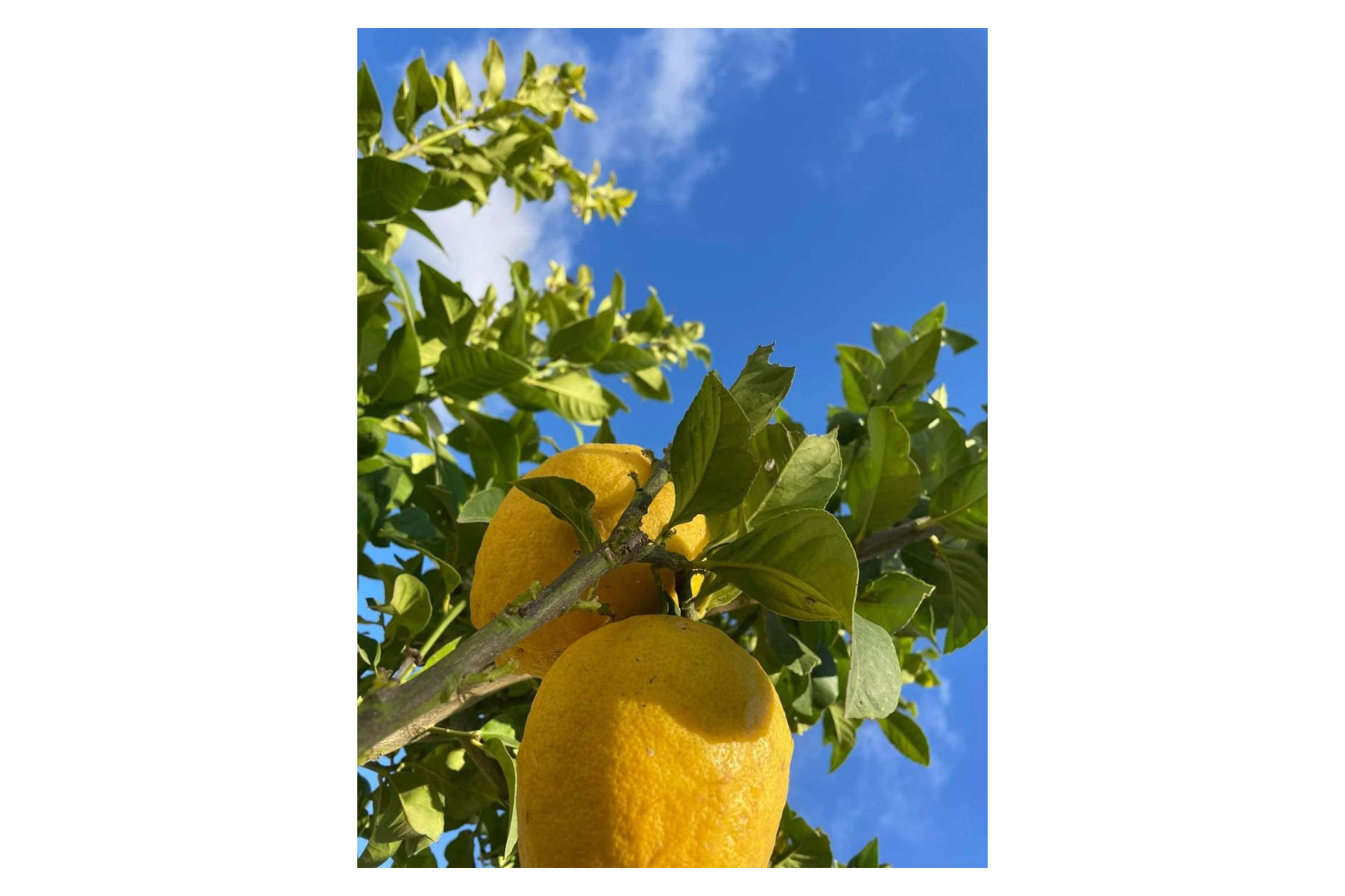 Herverkoop - Apartment - Orihuela - Entre Naranjos Vistabella Golf