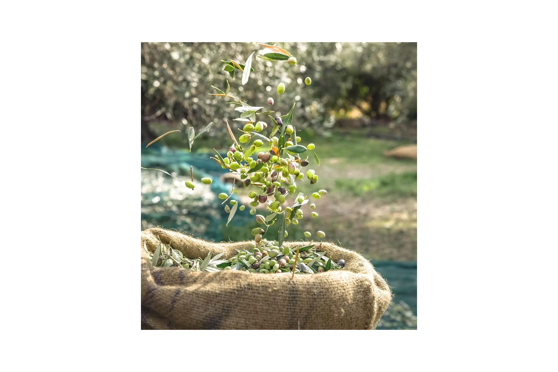 Herverkoop - Country land - Murcia - Rincón de Seca