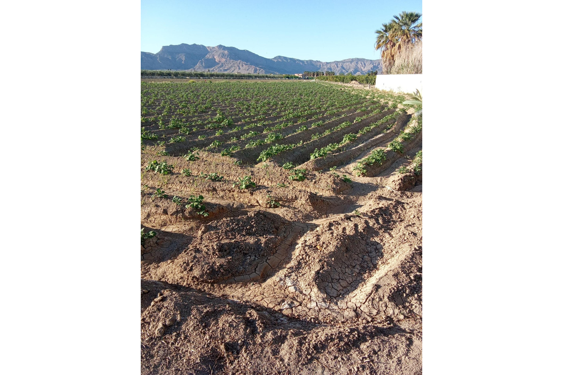 Herverkoop - Country Property - Orihuela - Correntías Bajas