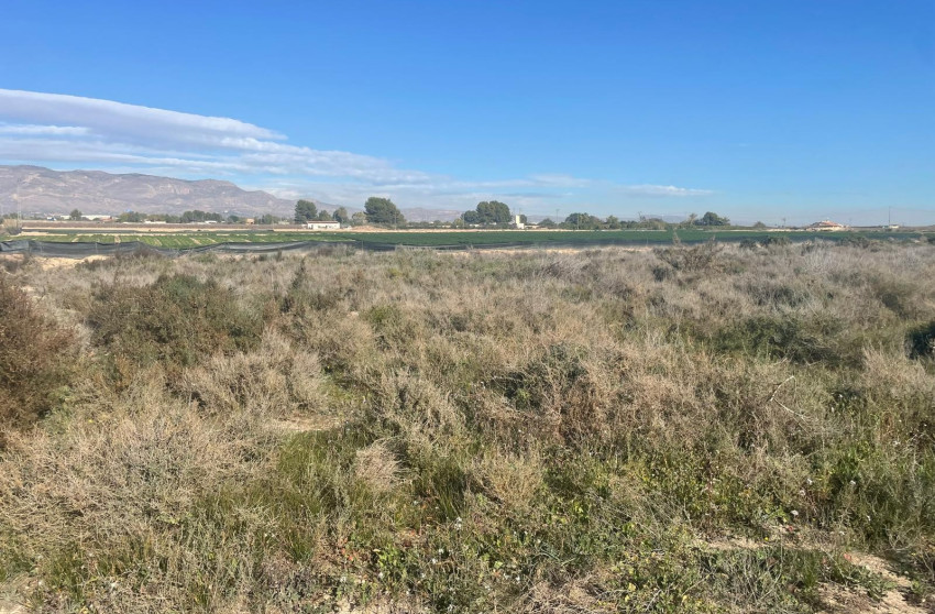 Herverkoop - Land - Crevillente - Crevillent