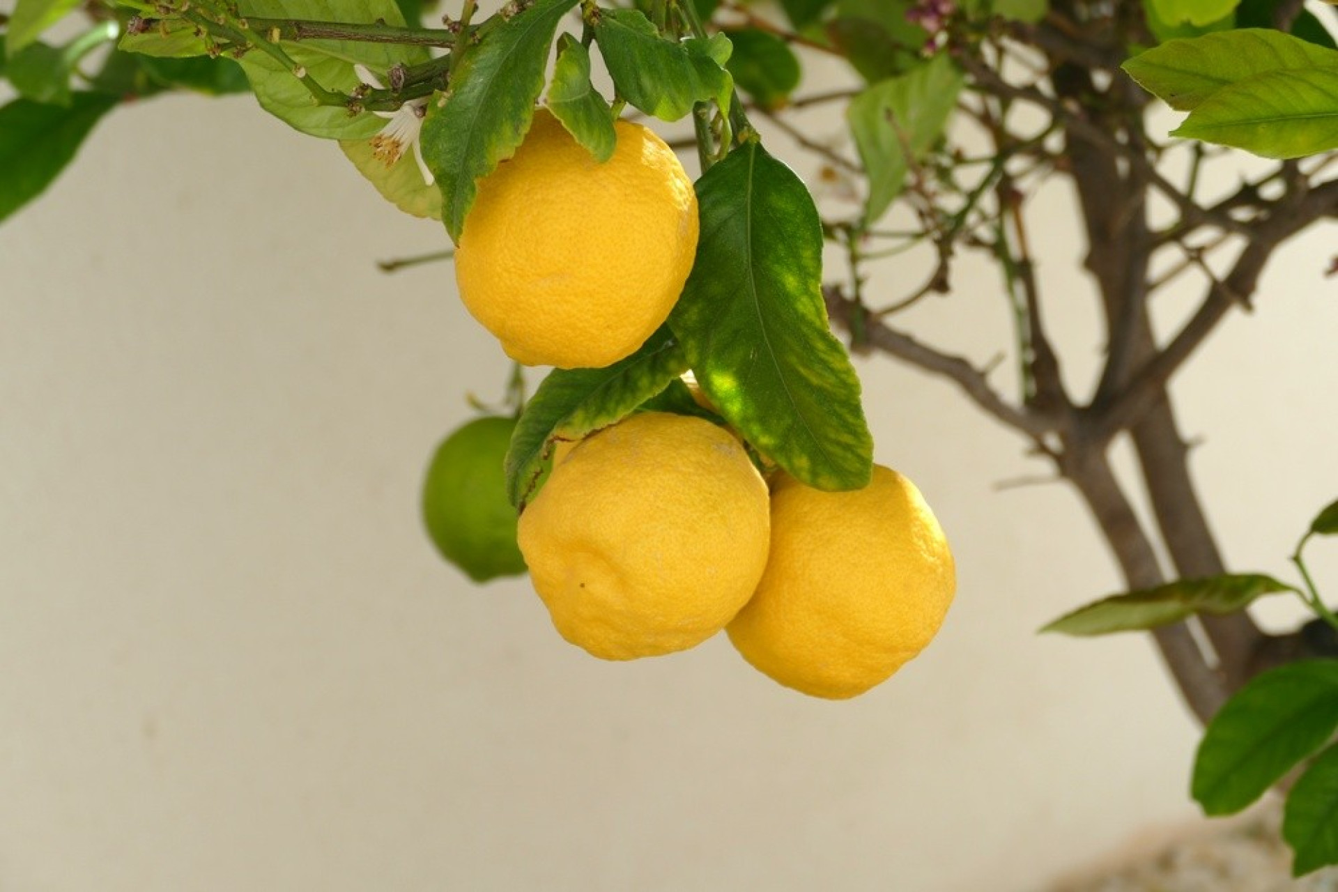 Herverkoop - Villa - Benijofar