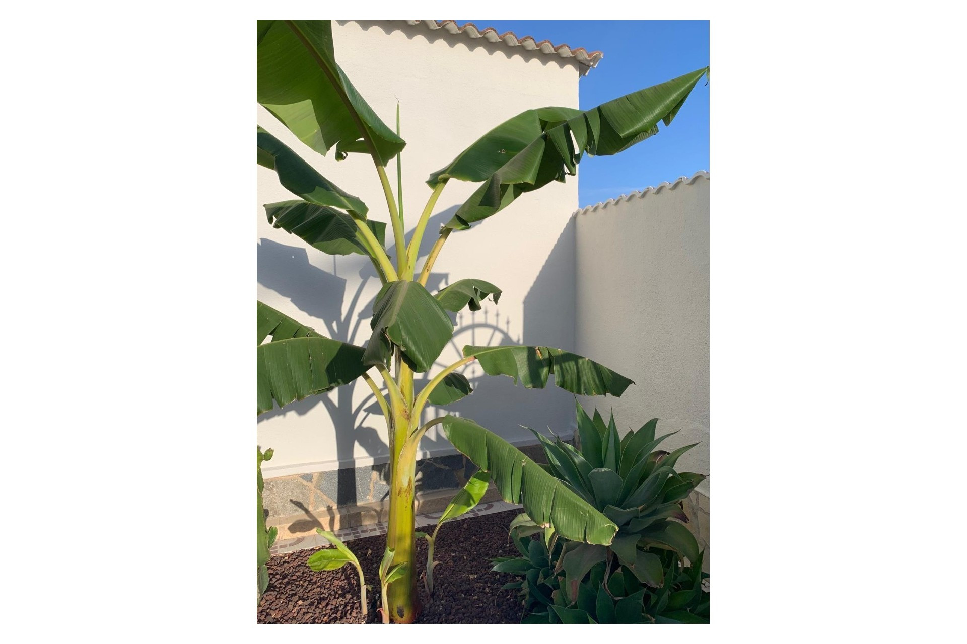 Herverkoop - Villa / Detached - Ciudad Quesada - Quesada Center