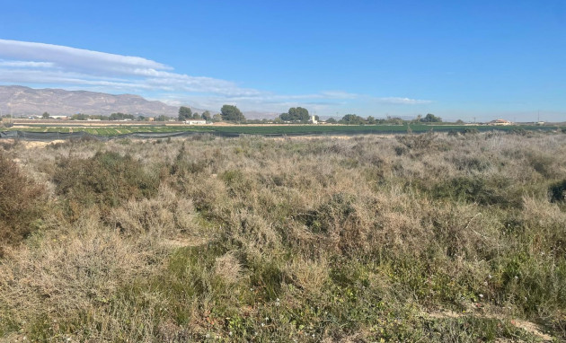 Land - Herverkoop - Crevillente - Crevillent