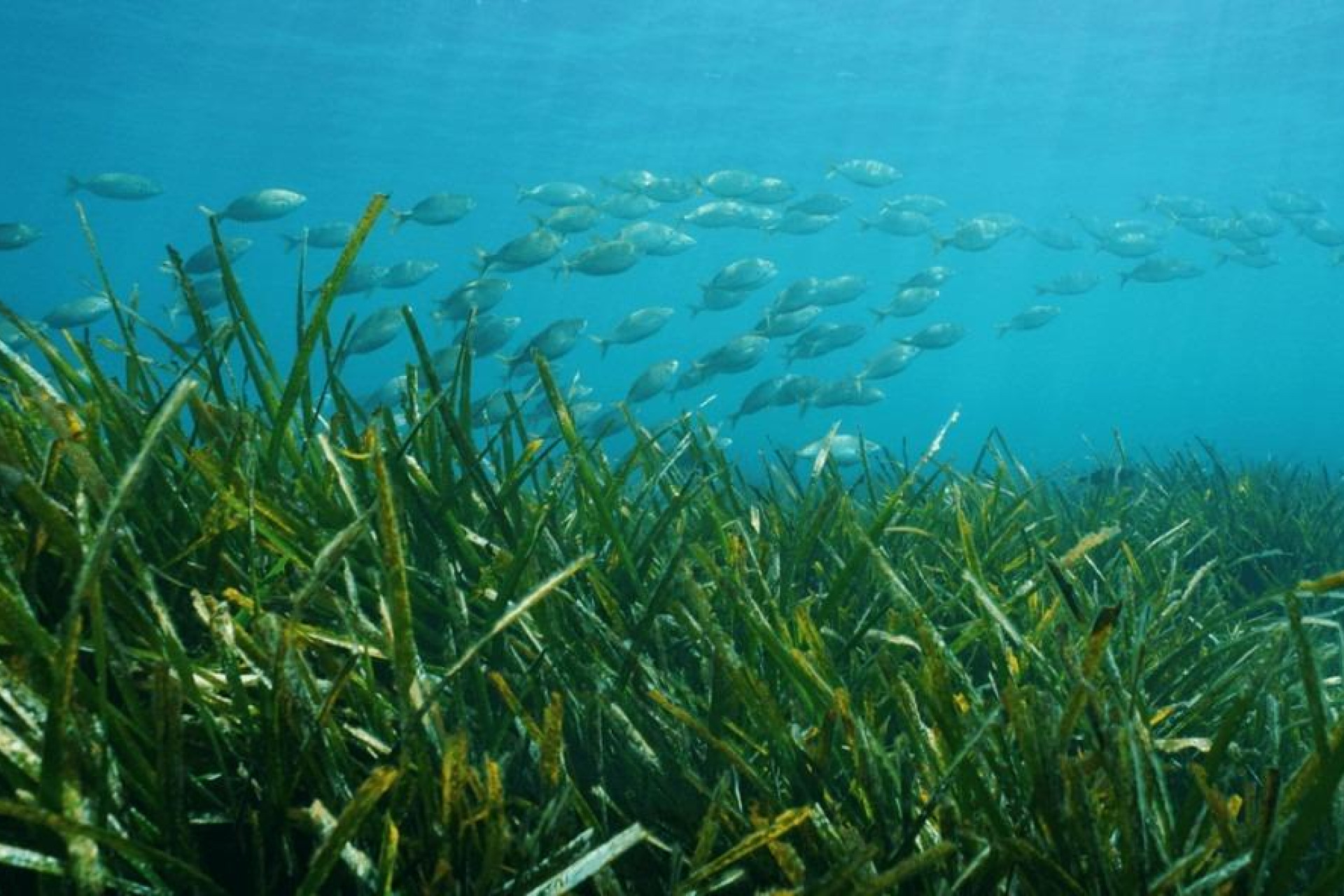 Nieuwbouw - Villa - Benissa - Racó Del Galeno