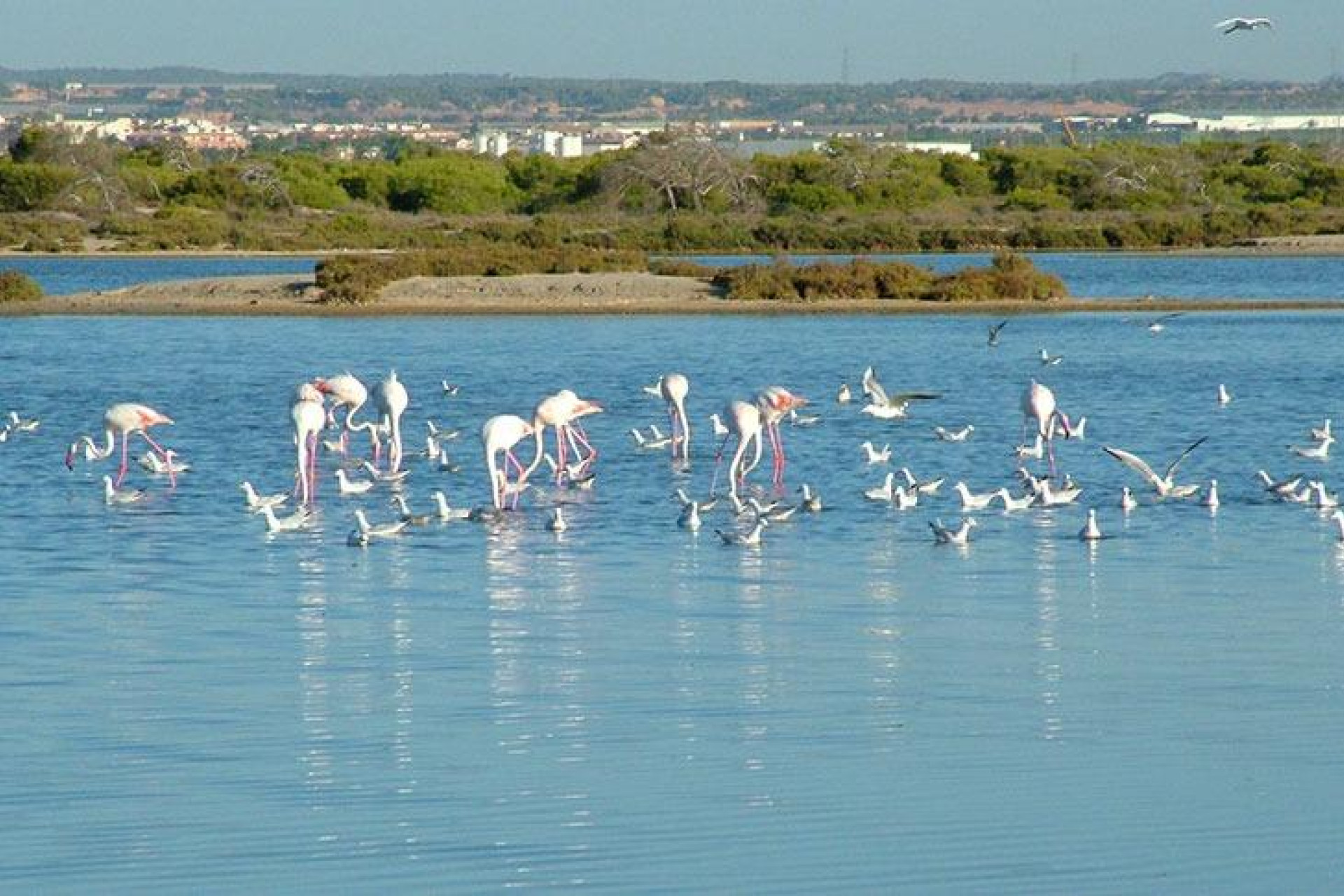 Nieuwbouw - Villa - San Pedro del Pinatar - Pueblo