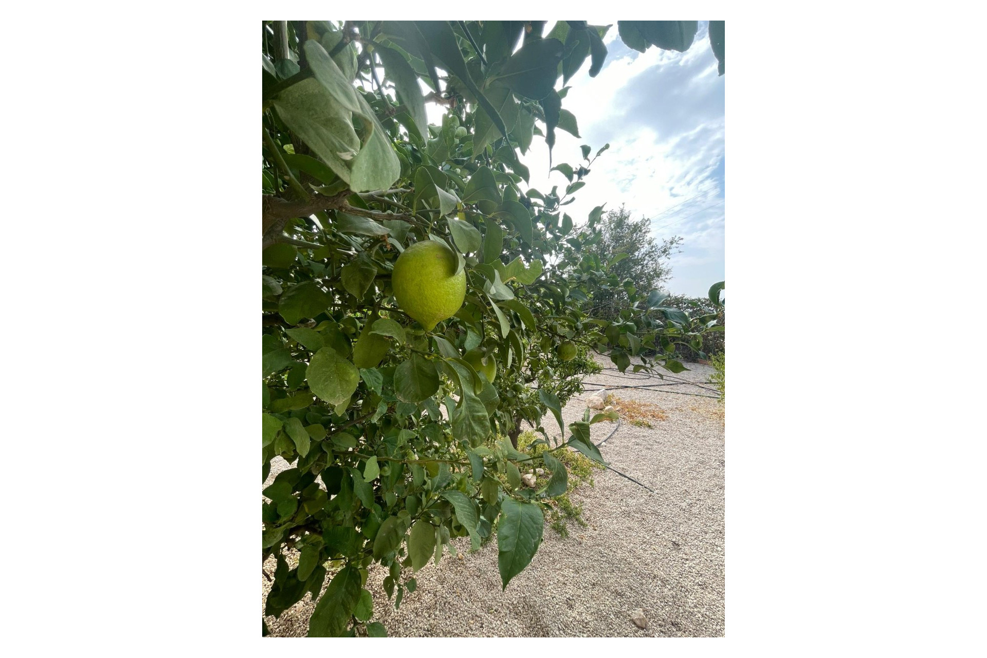 Resale - 5. Finca / Country Property - Abanilla