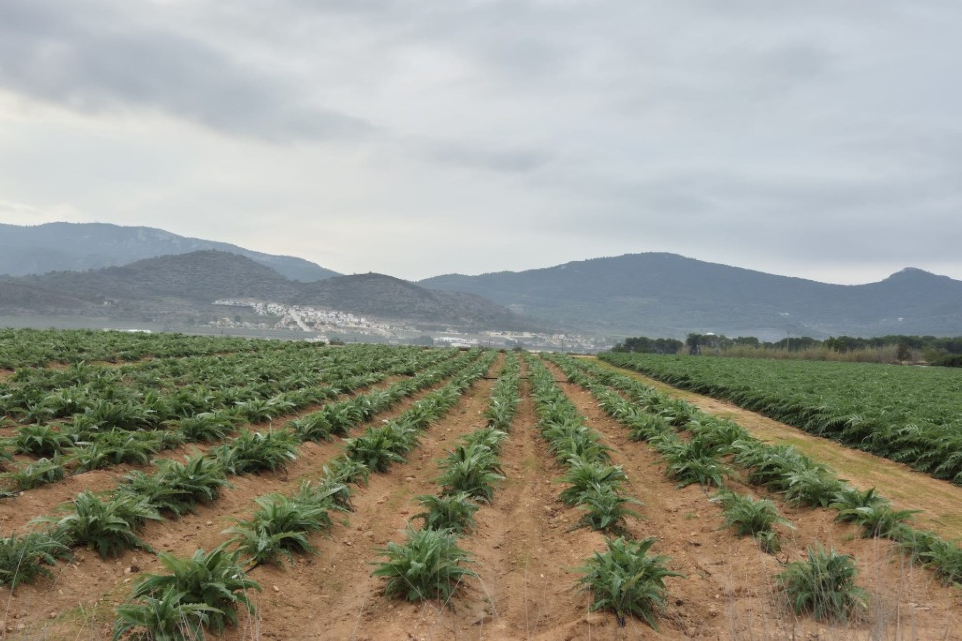 Resale - Building Plot - Hondon de las Nieves