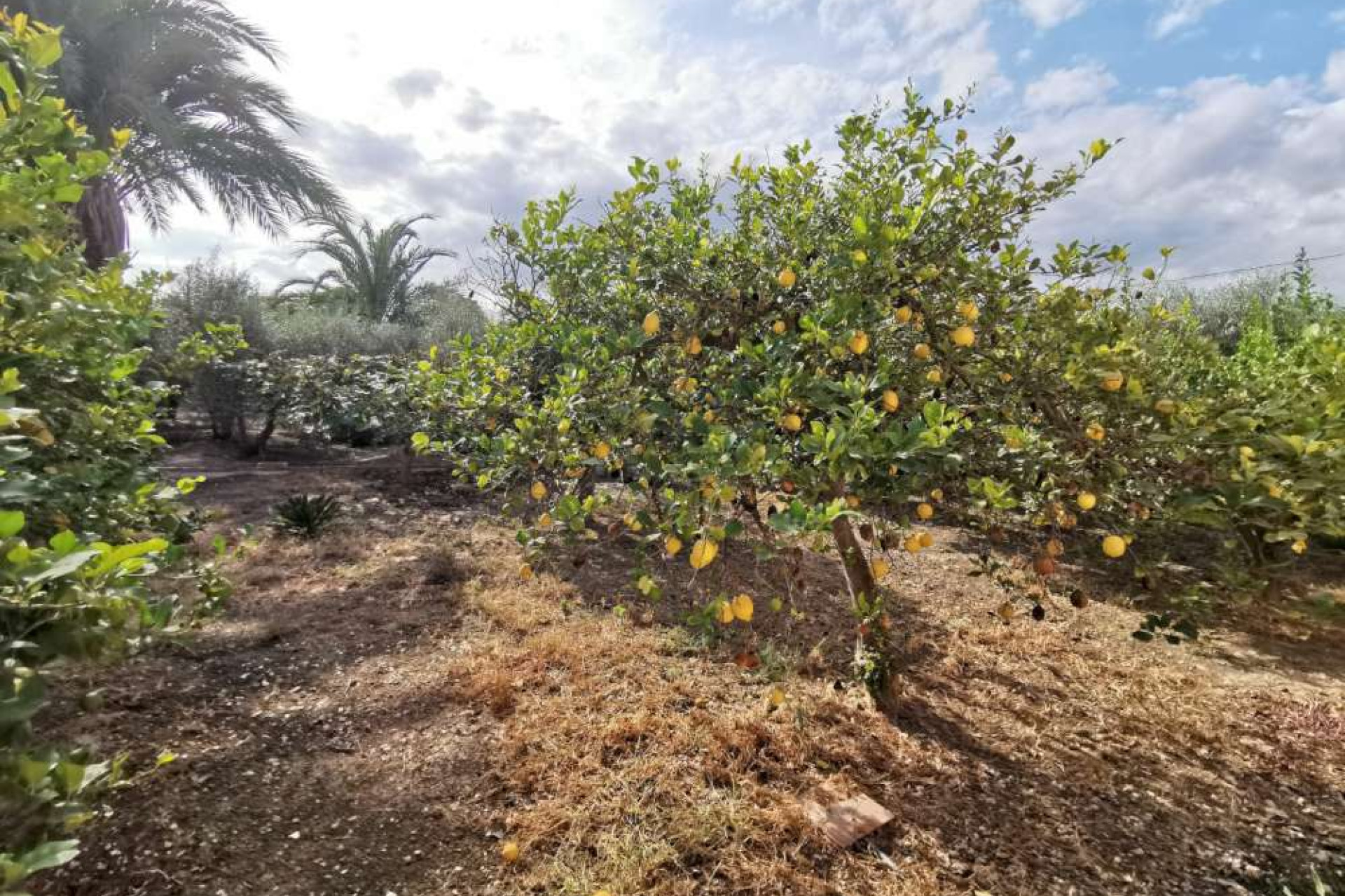 Resale - Country Property - Catral