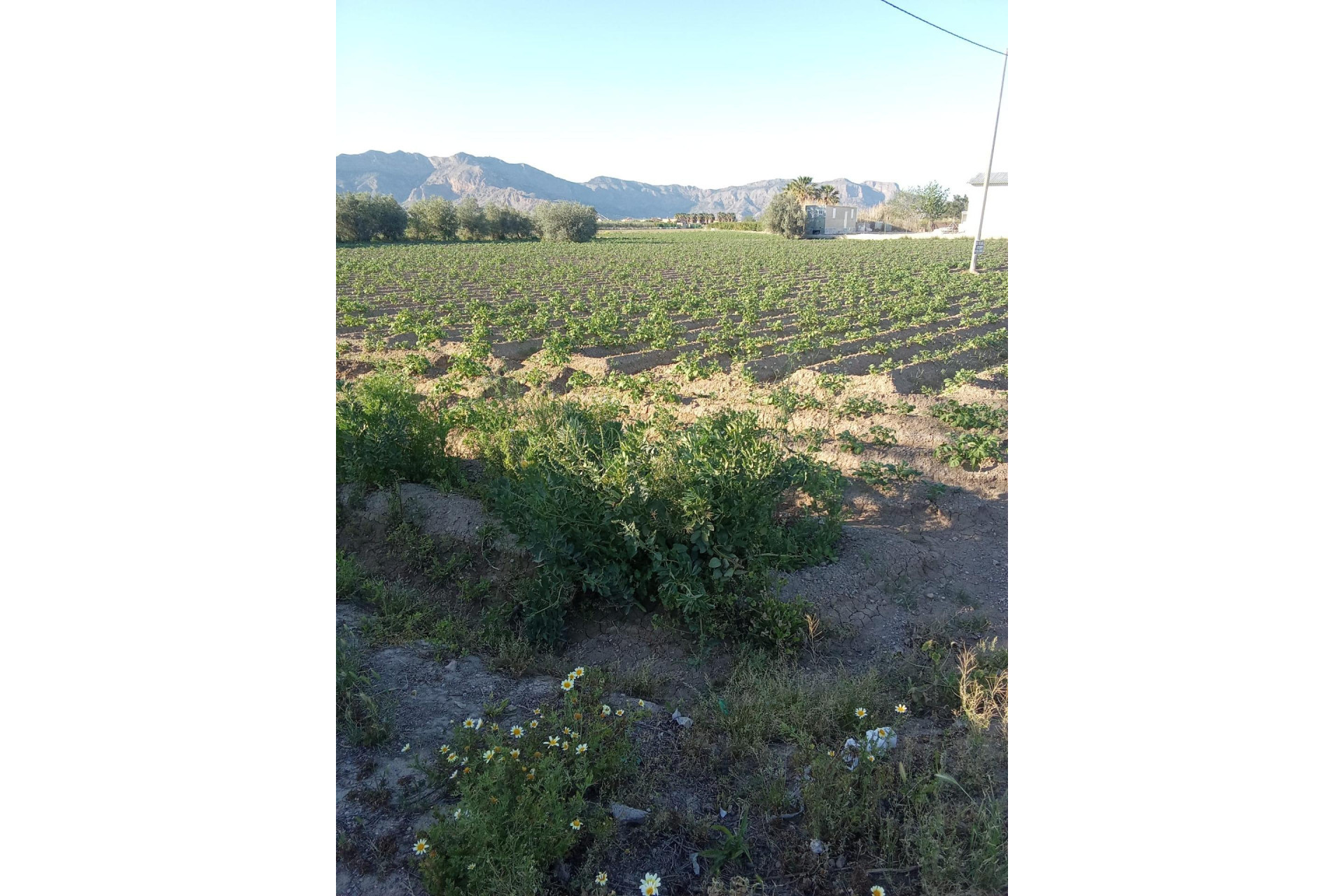Resale - Country Property - Orihuela - Correntías Bajas