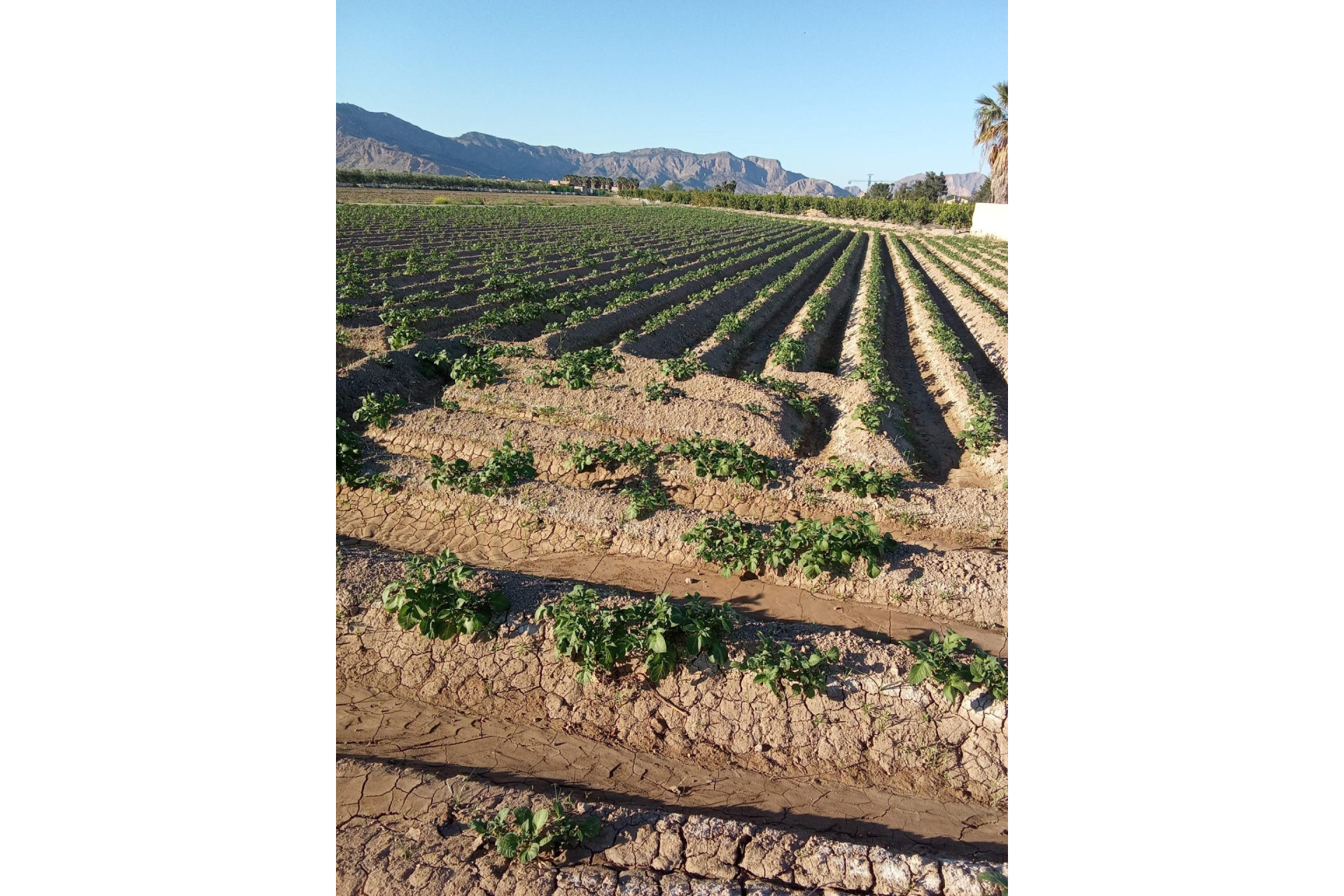 Resale - Country Property - Orihuela - Correntías Bajas