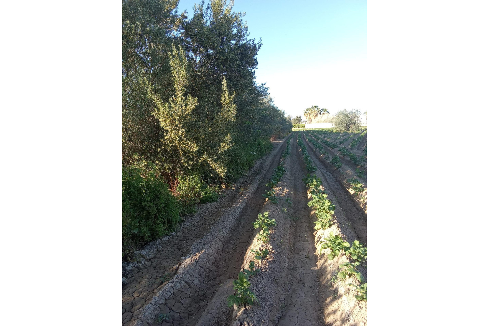 Resale - Country Property - Orihuela - Correntías Bajas