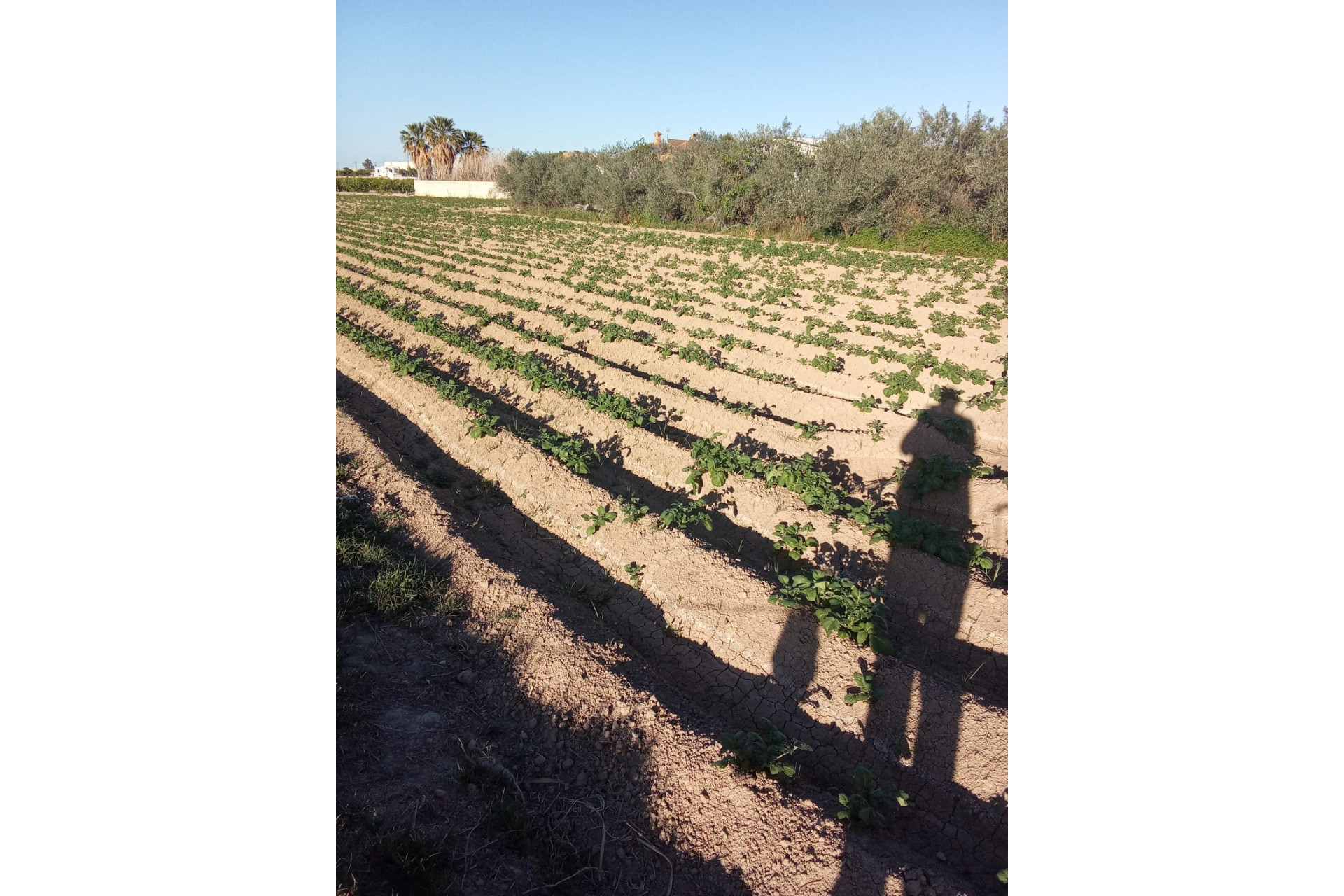 Resale - Country Property - Orihuela - Correntías Bajas