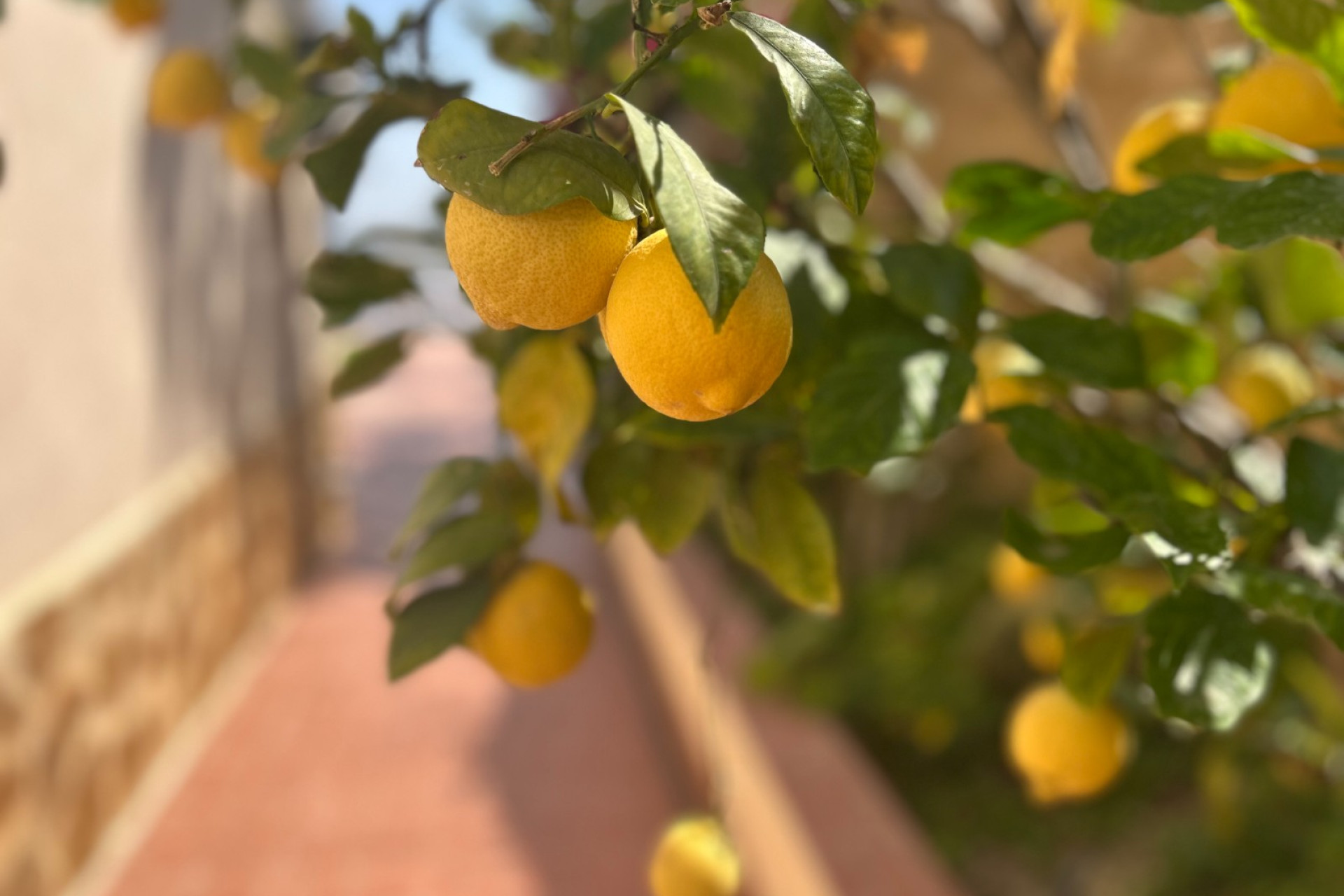 Resale - Villa - Algorfa - Lomas de Juliana