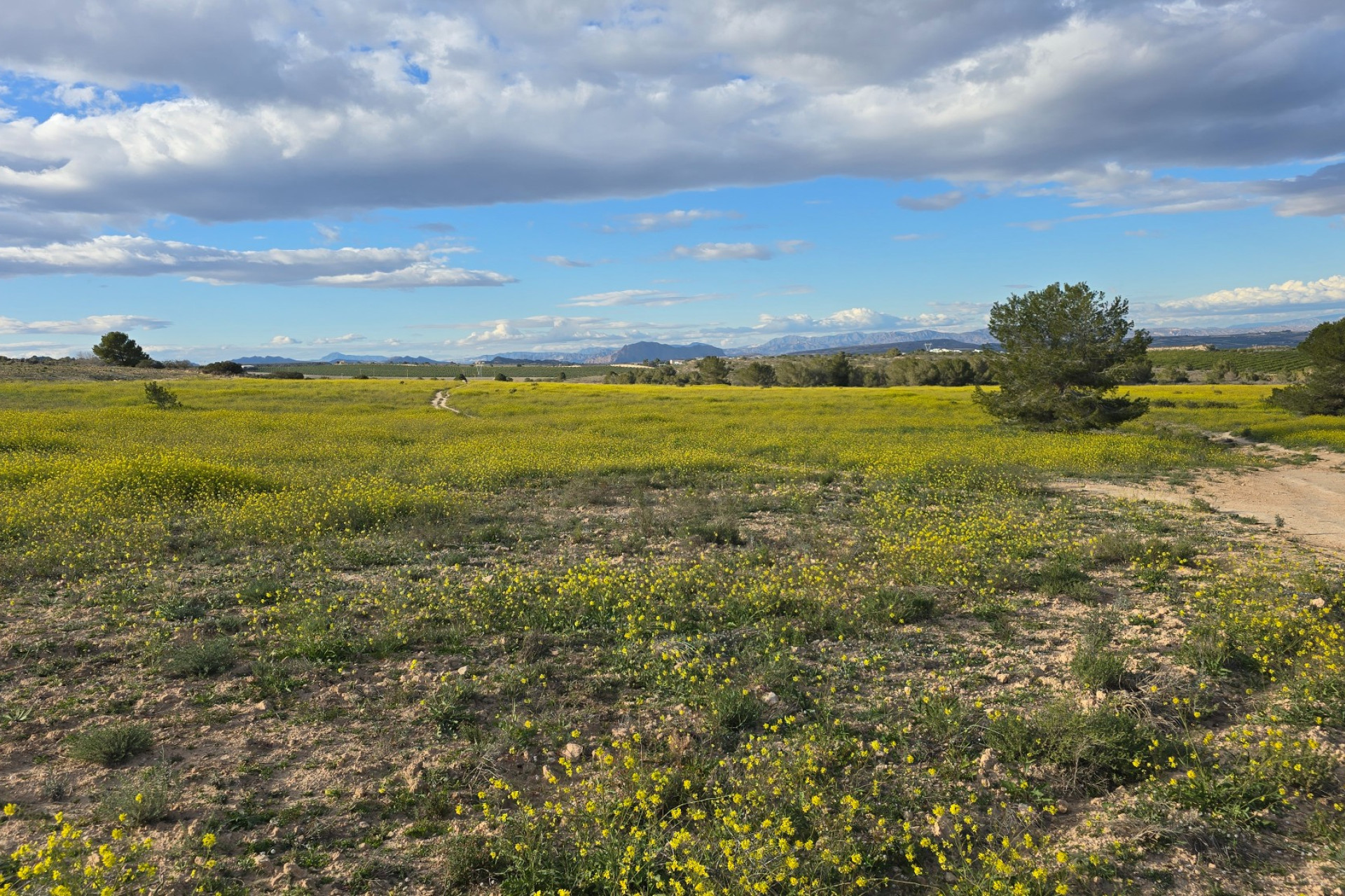 Reventa - Apartment - Orihuela Costa - Villamartin