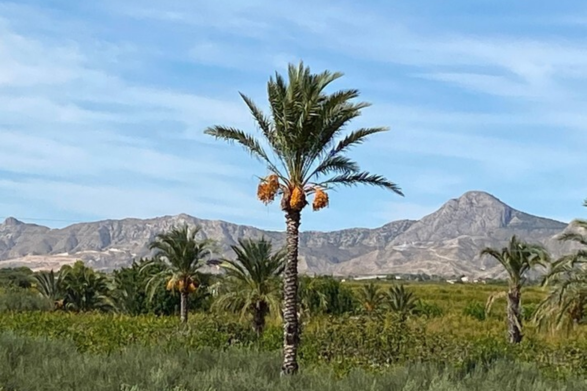 Reventa - Country Property - Albatera - Costa Blanca