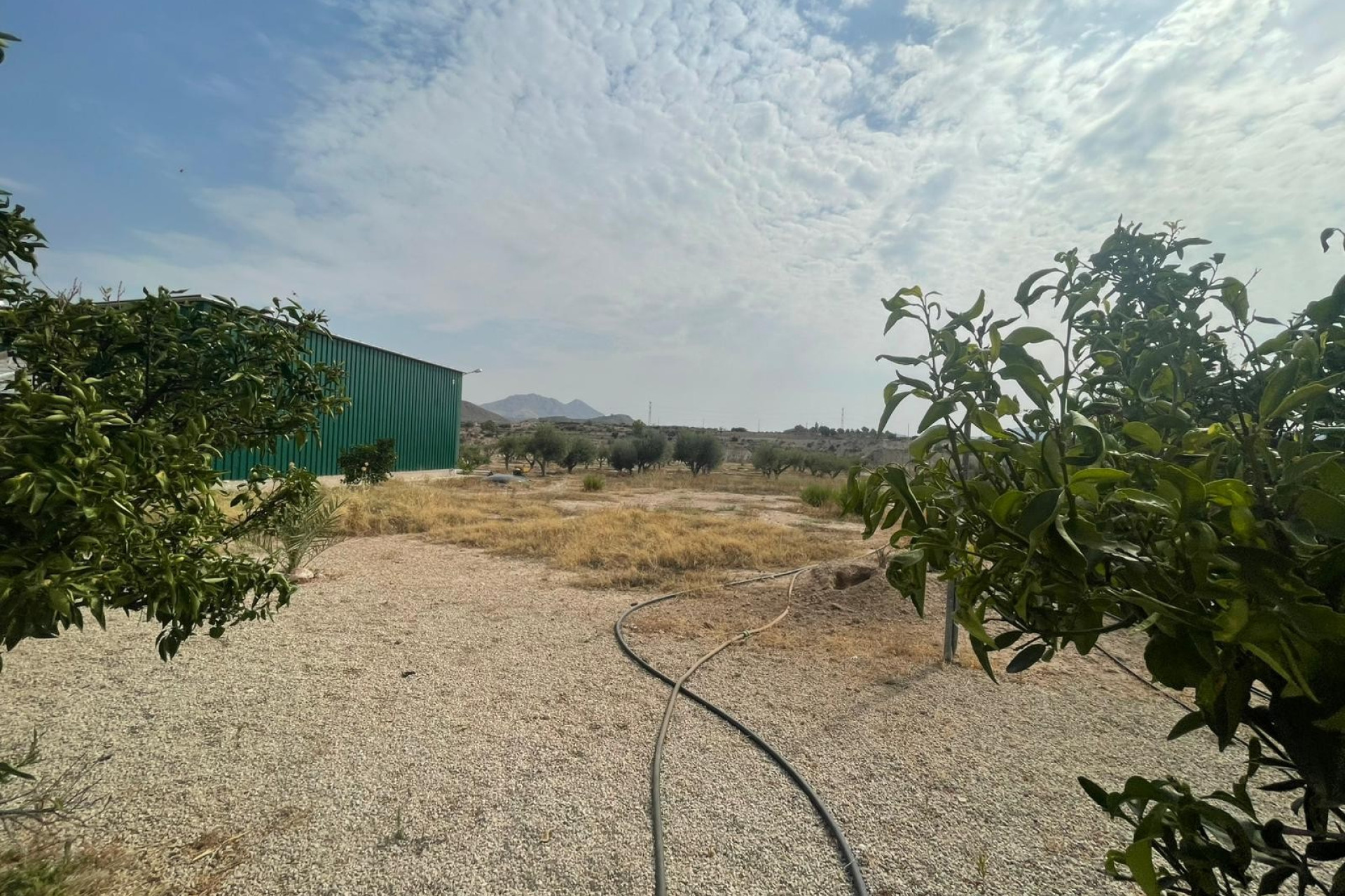 Revente - 5. Finca / Country Property - Abanilla