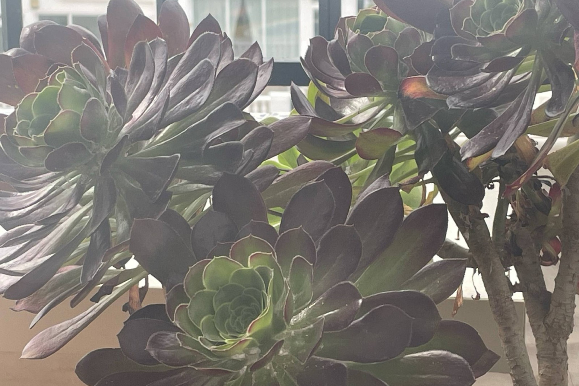 Revente - Apartment - Penthouse - Entre Naranjos Vistabella Golf