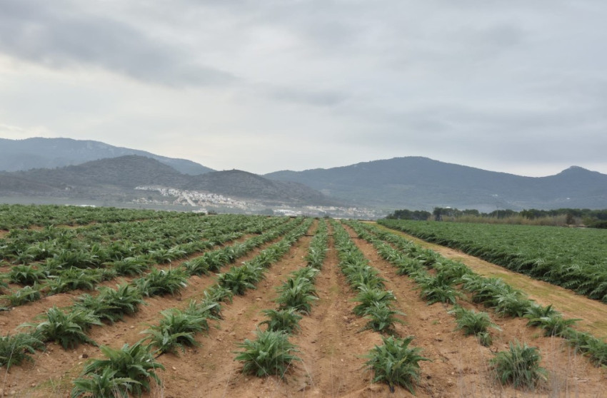 Revente - Building Plot - Hondon de las Nieves