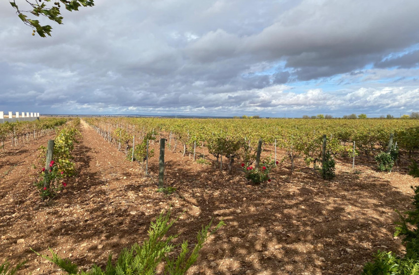 Revente - Cellar - Albacete