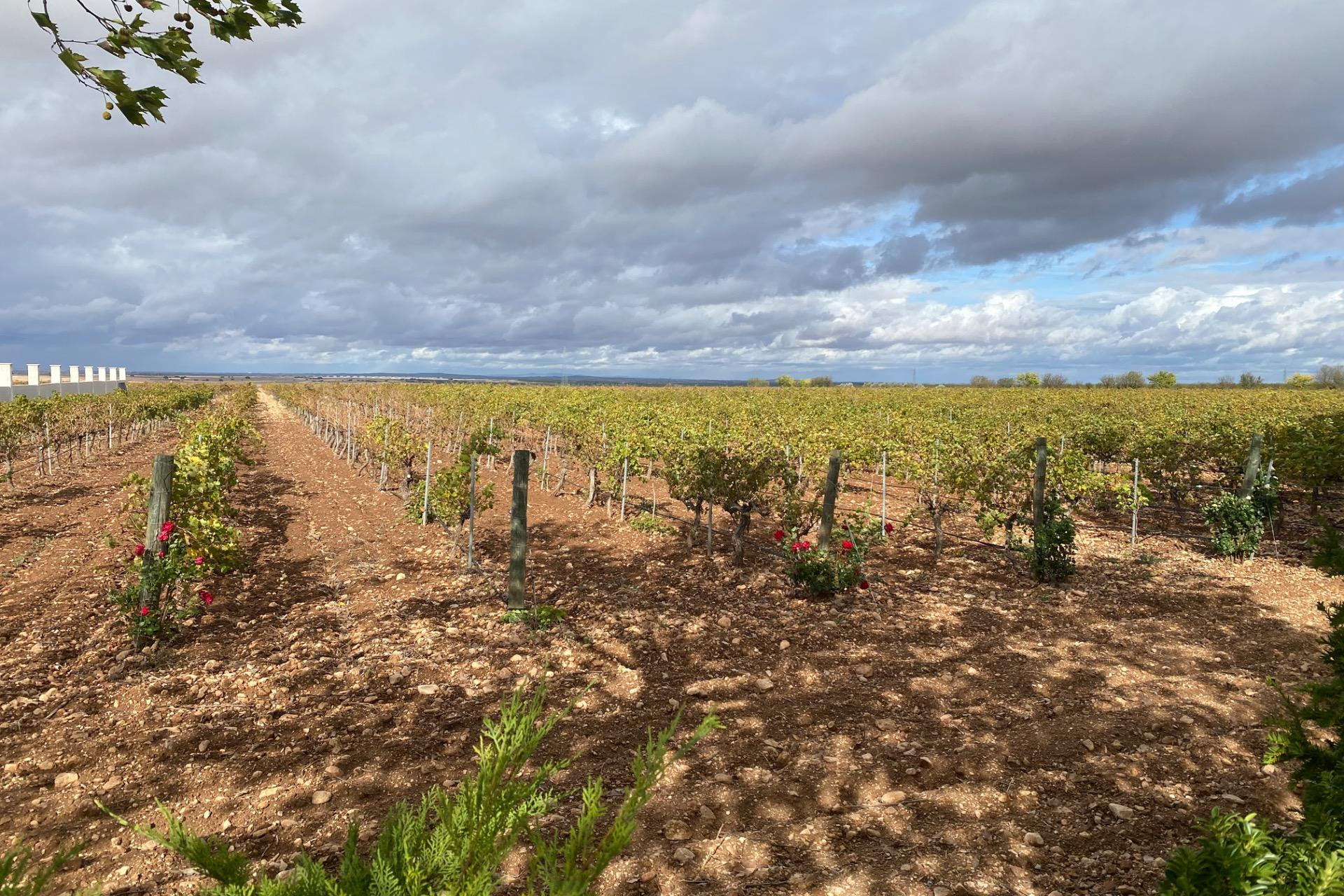 Revente - Cellar - Albacete