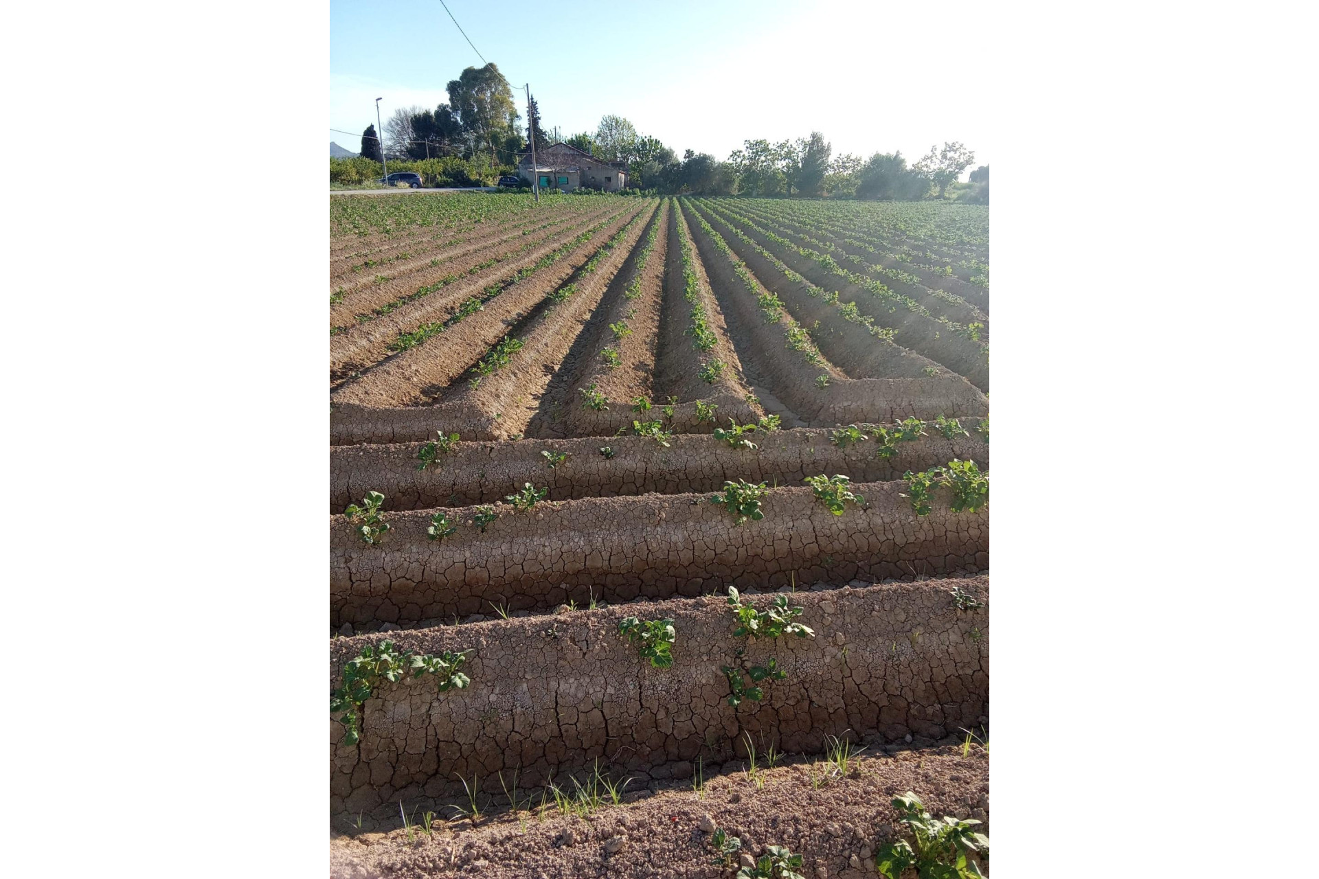 Revente - Country Property - Orihuela - Correntías Bajas