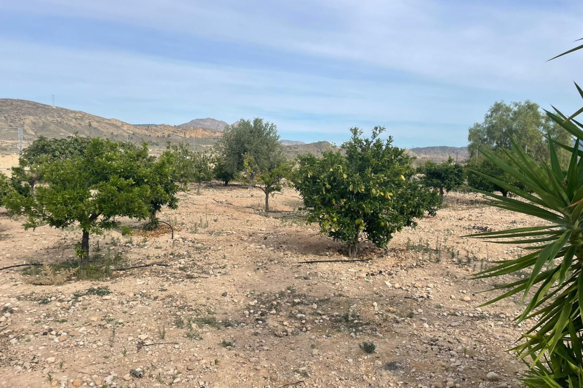 Revente - Finca / Country Property - Abanilla