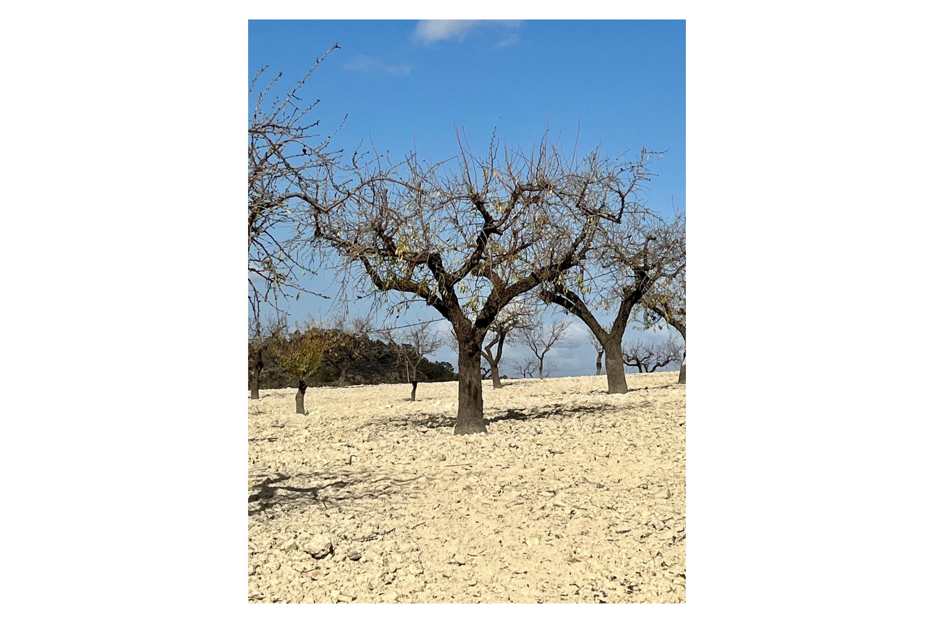 Revente - Parcelle / Terrain - Bullas - Costa Calida