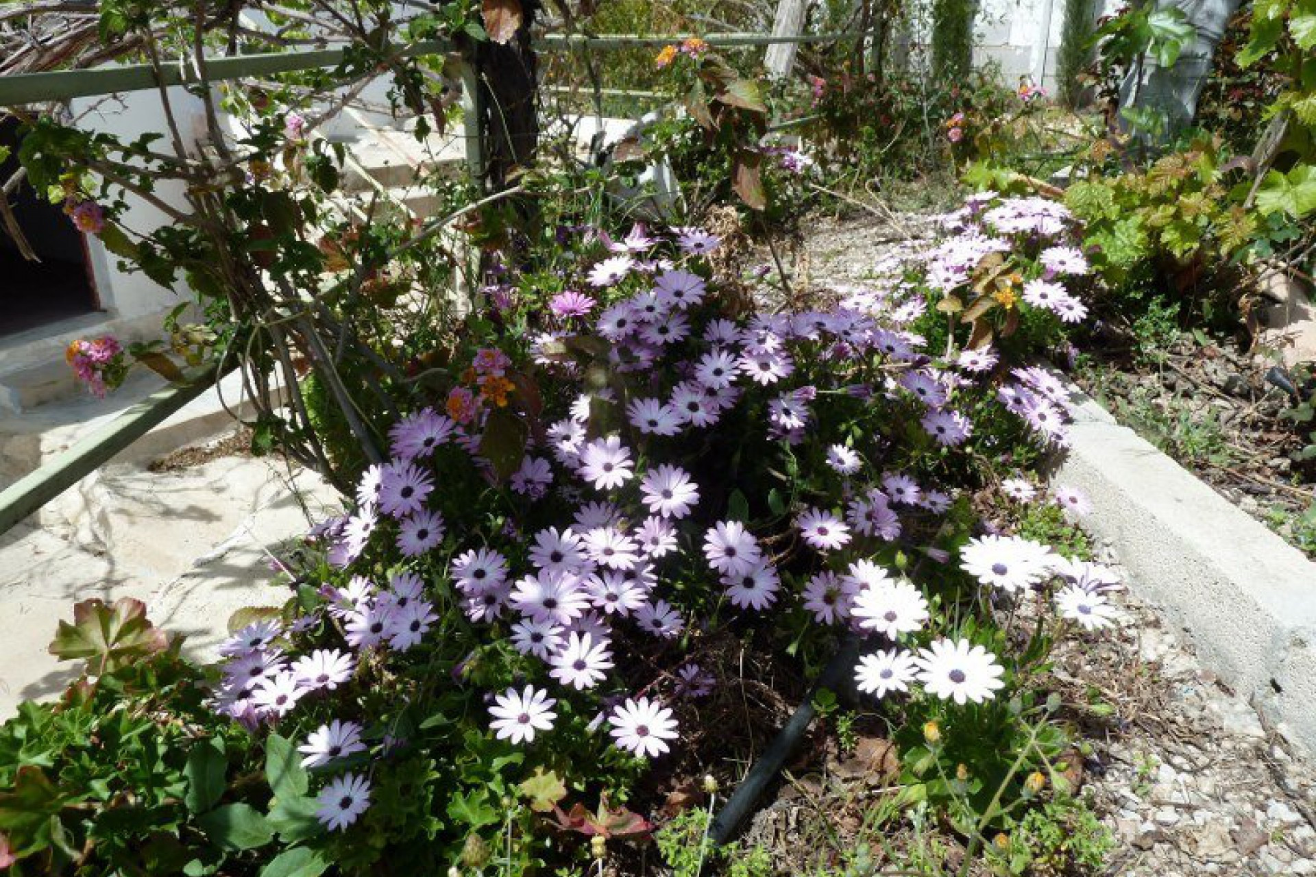 Revente - Semi-Detached - Murcia