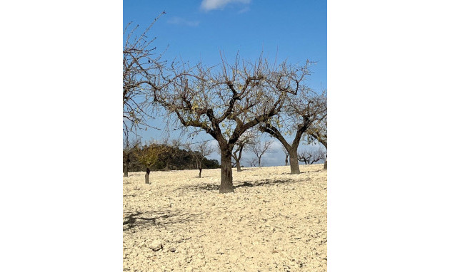 Herverkoop - Perceel / Grond - Bullas - Costa Calida