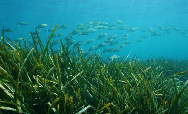 Nieuwbouw - Villa - Benissa - Racó Del Galeno