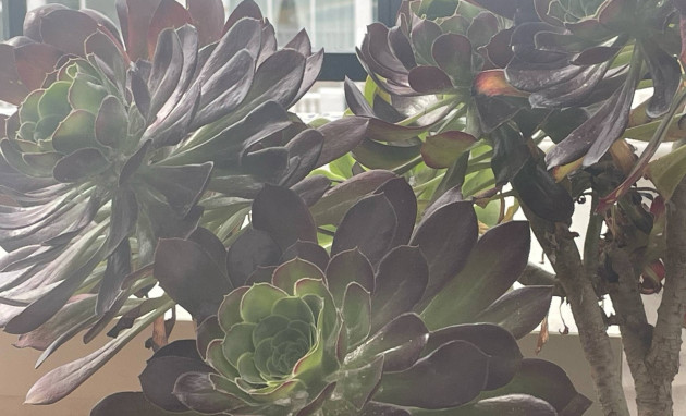 Revente - Apartment - Penthouse - Entre Naranjos Vistabella Golf