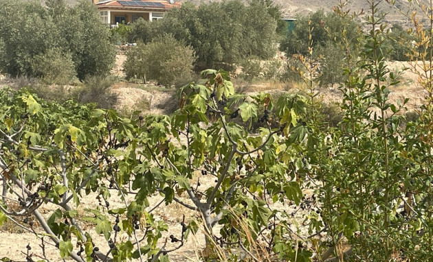 Herverkoop - 5. Finca / Country Property - Abanilla