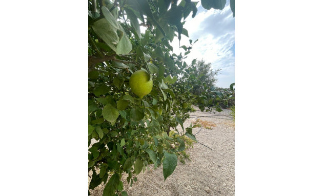 Herverkoop - 5. Finca / Country Property - Abanilla