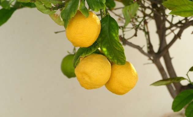 Herverkoop - Villa - Benijofar