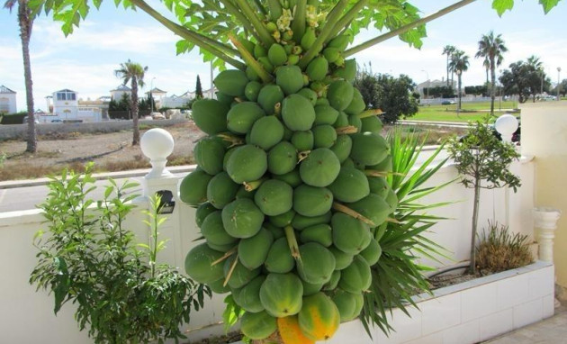 Revente - Villa - Torrevieja - Aguas Nuevas